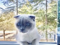 6 aylık scottish fold yavrumuzu sahiplendirmek istiyoruz