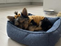 Tüy dökmeyen koku alerji yapmayan ırk köpeğimiz