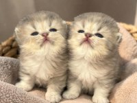 Show Kalite Blue Golden Ay25 Ve Golden British Kediler