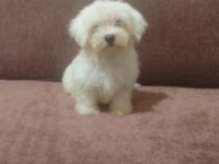 Maltese Terrier Yavrular
