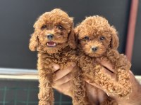 Petmode Köpek Çiftliğinden Toy Poodle