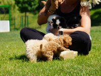 Eğitilebilir Toy Poodle Yavruları ile Evinize Neşe Katın