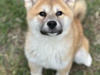 SCR’Lİ MUHTEŞEM JAPON AKİTA YAVRUMUZ