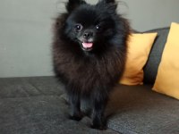 ÇOK UYGUNA ORJİNAL POMERANİAN