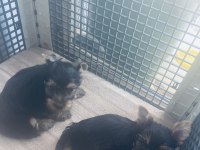 Safkan 2 minik erkek yorkshire terrier