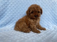 SAFKAN TOY POODLE