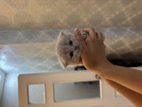British shorthair cinammon yavrular
