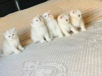 Show kalite british shorthair yavru