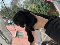 Safkan nadir renk american cocker