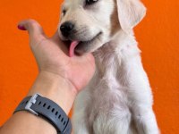 Burkemden a kan Labrador yavruları