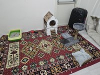1.5 yaşında ankara kedisi acil