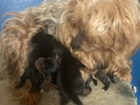 MORKİE KÖPEKLER