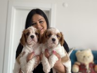Cavalier king charles yavrularım
