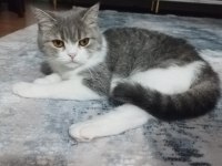 British shorthair kedimize yuva arıyoruz