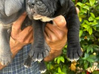 Safkan cane corso yavrular