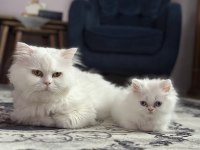 Mavi göz yavru iran kedisi