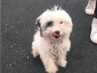 Morkie 6 aylık
