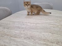 British golden erkek yavru