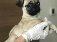 HAMBURGER SURATLI PUG / MOPS PUPPY