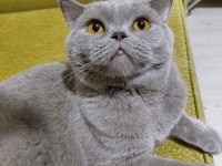 British Shorthair Cana Yakın Kedimiz