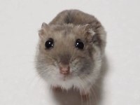 HAMSTER GONZALES YAVRU HERYERE GÖNDERİM