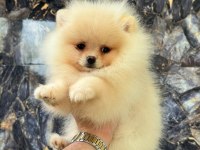 Pomeranian Boo Yavrularımız Teslime Hazırdır