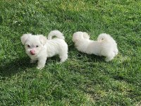 Maltipoo yavrularımız yeni yuvasına gitmeye hazır