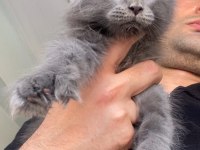 6666 Polydactly DEV XXXL ERKEK MAİNE COON
