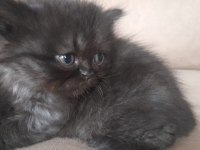 Anne Persian baba chinchilla