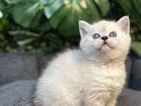 BRİTİSH SHORTHAİR NY1133 DİŞİ