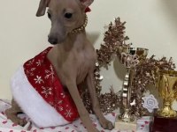 İtalyan Tazısı Greyhound