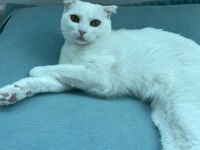 Şımarık nazlıcan scottish fold