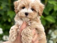 Sağlık Ve Irk Garantili Maltipoo Bebeklerim