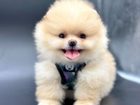 Safkan Pomeranian Boo Bebekler