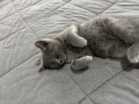 Kedimiz 3 aylık british shorthair
