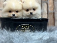 Pomeranian boo yavrulara yuva