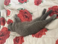 3 aylık erkek scottish fold
