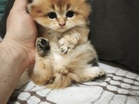 Mamaya düştüler safkan scottish fold yavrular