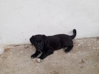 A sınıf yavru köpeklerimiz