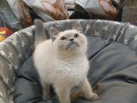 BEBEK BRİTİSH SHORTHAİR BLUEPOİNT