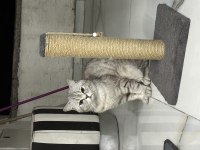 British shorthair kedimi acil sahiplendirme