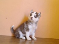 HUSKY SİBİRYA YAVRULARI