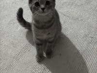 Tatlı Scottish Fold Bebekler