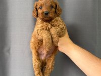 MİNİ MİNİ TOY POODLE YAVRULARI MEVCUT