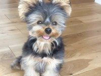 Morkie yavrularım hazır yeni yuvaya