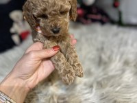 Orjinal toy poodle
