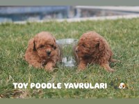 TOY POODLE RED BROWN YAVRULARIMIZ