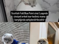 Scottish Fold Blue Point 1 yaşında erkek kısır