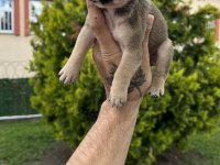 Özel Renk French Bulldog Yavruları
