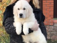 Golden Retriever Kapıda Ödeme Hizmetimiz Vardır